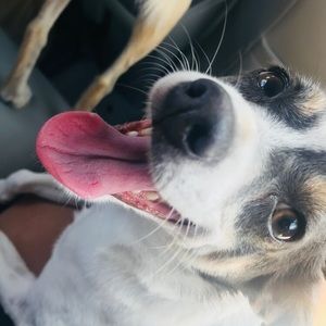 Meet your Posher, Sofia